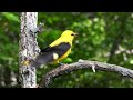 Žluva hajní, Eurasian Golden Oriole, Pirol, Loriot d'Europe, Обыкновенная иволга, Wilga