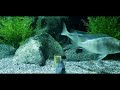 Predator Cichlids (Haps) Devouring Shrimp
