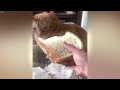 😂 Funniest Cats and Dogs Videos 🐱🤣 Best Funny Animals 2024 😆