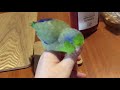 Celestial Parrotlet Birdie Is Adorable