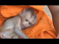 Today, baby monkey punish a puppy (difficulty breathing​)