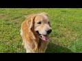 3 Types of Golden Retrievers and How to Identify Them?