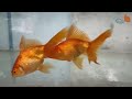 How to breed Gold fish | LIVE AQUARIUM