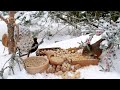 Cat TV for Cats to Watch: Hang Out with Red Squirrels and Beautiful Birds: 10hrs Winter Fun for All