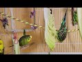 10 Hr Joyful Parakeets Playing Eating & Singing, Budgies Chirping. Help Stressed lonely Birds Videos