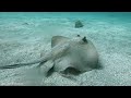 Ocean 4K - Sea Animals for Relaxation, Beautiful Coral Reef Fish in Aquarium, 4K Video Ultra HD