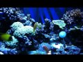 Reef Tank 170g Corals Iphone 4g