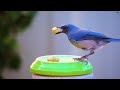 4K Colorful Jay Bird - Beautiful Birds Sound in the Forest | Bird Melodies