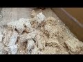Guinea Pigs Confused by a Block of Sawdust