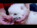 First Cute Pomeranian Puppy Bath | Funny Dogs Puppies | Min Puppy #6