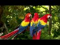 WILDLIFE ANIMALS - 8K (60FPS) ULTRA HD - With Nature Sounds (Colorfully Dynamic)