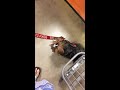 Petsmart lili gets toys