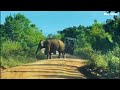 An elephant chases after a vehicle මද කිපුණු බුලට් ගේ චණ්ඩි කම්  Elephant soul