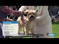 2019 Bucks County Kennel Club Dog Show