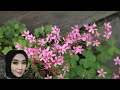 FULL ALBUM COVER DANGUT GITA KDI 2023_Video Pemandangan Alam