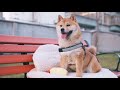 Shiba Inu Puppy柴犬| How does the dog react to its first dog bed?狗狗对她第一个窝是什么反应？