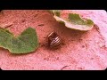 Epic Beetle Battle