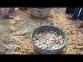 Fish selling in ECR beach #fish