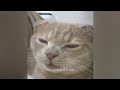 Funniest Cats 😻🤣 Best Funny Cats Videos 😸