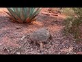 Mojave Desert Tortoise