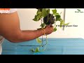 5 Money Plants Hanging & Decoration Ideas For Your Indoor | Money Plants Growing Ideas//GREEN PLANTS