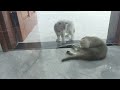 Funniest 2024😍Cats and 🥒 Cucumbers - Awesome Funny Pet Videos 😻🐕‍🦺Part 11
