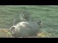 Wildlife of Russia. Lake Baikal. Baikal seal. Cormorants. Omul. Baikal fishermen. 4K