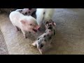 First Week With A Mini Pig - How To Feed Your Piglet