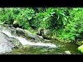 The Sound of a Beautiful Stream in The Deep Forest, Beautiful Birds Chirping in Lush Forest, ASMR