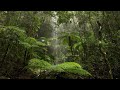 30 Min Rainforest Sounds for Sleep, Relaxing & Studying
