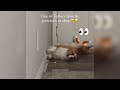 It is necessary to become smaller😆Funny Cats and Dogs video #44