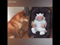 Adorable Moments of Babies and Dogs