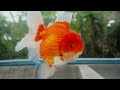 자연스튜디오 쇼군 골드피쉬카페 ( 금붕어선별 ) 고질라 홍백 롱테일 🇹🇭 Shogun goldfish cafe long tail oranda 금붕어 농장에서 샐랙