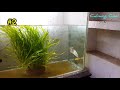 Best Top 10 Baby Arowana Fish Feeding | Small Arowana Feeding