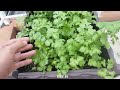Best way to grow coriander - Complete Guide.