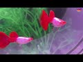 Guppy Fish Breeding: 15 Pro Tips You Need to Know!