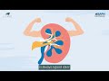 What is ARPKD (Autosomal Recessive Polycystic Kidney Disease)? | Kidney disease | infoKID