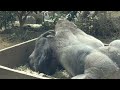 Gorilla◆Mom Genki adores her big son Gentaro at times.【Momotaro family 2022/03