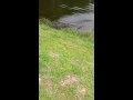 Gator fight on golf course