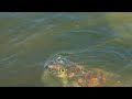 Endangered Turtles - Clean our beaches