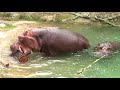 Koopalings go to the Zoo! - Super Mario Richie
