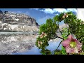 #Shorts Relaxing Music , #Meditation Music, #Healing Music, #Sleep Music, Zen