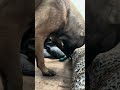 Puppy Compilation #belgianmalinois #doglife #puppy #puppyvideos
