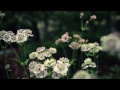 Secret Garden | Sony FS100 Macro