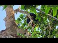 Cách cưa cây Xoài bỏ lổ siêu đẹp / How to saw a Mango tree without holes, super beautiful | T579