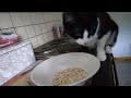 my cat likes uncooked porridge lol