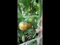 Tomato Plants Direct and whats happening in 2018