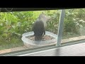 Hungry Grackle 1