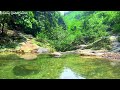 Sounds of Gentle Green Forest Stream and Forest Birds Singing, 10 Hours of Relaxation, Study, Sleep