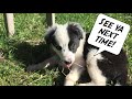 Bringing Border Collie Puppy Home